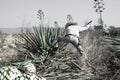 Tequila agave desaturated landscape with plants in color Royalty Free Stock Photo