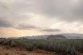 Landscape of agave of tequi