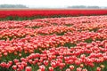 Agricultural flowers and bulbs export industries, Noordoostpolder, Netherlands