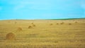 Landscape of the agricultural field with stacks of straw in large quantities, summer sunny weather