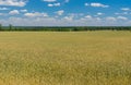 Landscape with agricultural field with unripe wheat near Dnipro city, Ukraine