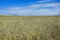 Landscape - agricultural field with young ears of wheat, green plants and beautiful sky Royalty Free Stock Photo