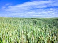 Landscape - agricultural field with young ears of wheat, green plants and beautiful sky Royalty Free Stock Photo