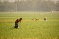 Landscape of agricultural fields in Bangladesh. Onion farms in South Asia. Farmer working in onion field. Village- Pangsha, City