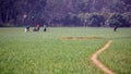 Landscape of agricultural fields in Bangladesh. Onion farms in South Asia. Farmer working in onion field. Village- Pangsha, City