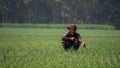 Landscape of agricultural fields in Bangladesh. Onion farms in South Asia. Farmer working in onion field. Village- Pangsha, City