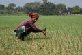 Landscape of agricultural fields in Bangladesh. Onion farms in South Asia. Farmer working in onion field. Village- Pangsha, City