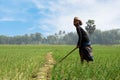 Landscape of agricultural fields in Bangladesh. Onion farms in South Asia. Farmer working in onion field. Village- Pangsha, City