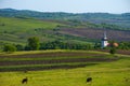 Landscape with agricultural fields, little charming church and cows grazing in Transylvania, Romania