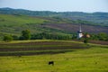 Landscape with agricultural fields, little charming church and cows grazing in Transylvania, Romania