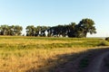 Landscape is agricultural, yellow - green grass and corn in field growing in stripes along horizon line in sunlight Royalty Free Stock Photo