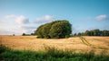 Landscape of agriculture field and three in the middle Royalty Free Stock Photo