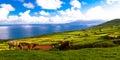 Landscape with agriculture fields at Corvo island, Azores, Portugal Royalty Free Stock Photo