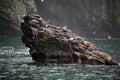 Alaska landscape with Steller Sea Lions Royalty Free Stock Photo