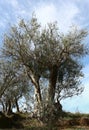 Old olive Landscape Albania lake trees awesome sky reflection mountain hills tree ablero park panorama