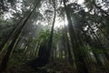 Landscape in alishan mountian Royalty Free Stock Photo