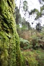 Landscape in alishan mountian Royalty Free Stock Photo