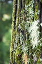 Landscape in alishan mountian Royalty Free Stock Photo