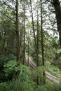 Landscape in alishan mountian Royalty Free Stock Photo