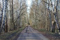 Landscape alley with Chernobyl birches among dry trees. Stalker entry into the exclusion zone, an abandoned city, ruins and a Royalty Free Stock Photo