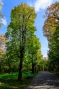 Landscape with the alley surrounded by green and yellow old large chestnut trees and grass in Parcul Carol ( Royalty Free Stock Photo