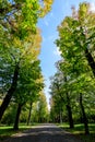 Alley surrounded by green and yellow old large chestnut trees and grass in a sunny autumn day in Parcul Carol ( Royalty Free Stock Photo