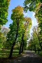 Alley surrounded by green and yellow old large chestnut trees and grass in a sunny autumn day in Parcul Carol (