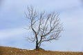 Alone leafless tree Royalty Free Stock Photo