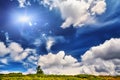 Landscape alone tree and green fresh grass under blue sky