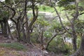 Landscape along the Coastal Trail in Tierra del Fuego National Park, Argentina Royalty Free Stock Photo