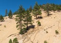 Foliage and landscape along Geiger Grade Road