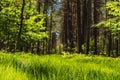 Landscape along a green grassy road through the forest at the beginning of spring Royalty Free Stock Photo