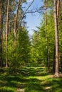 Landscape along a green grassy road through the forest at the beginning of spring Royalty Free Stock Photo