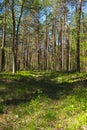 Landscape along a green grassy road through the forest at the beginning of spring Royalty Free Stock Photo