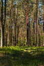 Landscape along a green grassy road through the forest at the beginning of spring Royalty Free Stock Photo