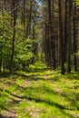 Landscape along a green grassy road through the forest at the beginning of spring Royalty Free Stock Photo