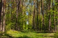 Landscape along a green grassy road through the forest at the beginning of spring Royalty Free Stock Photo