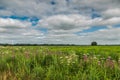 Landscape along a stream in Drenthe with flowering plants such as Common Hogweed, Heracleum sphondylium Royalty Free Stock Photo