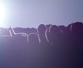 Landscape with Alpaca in Peru