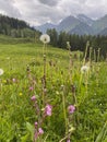 Landscape with Alpine meadow, pasture with wildflowers in summer Royalty Free Stock Photo