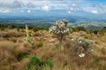 Alpine vegetation on Mount Kenya Royalty Free Stock Photo
