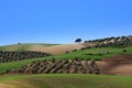 Landscape in andalusia