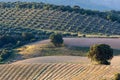 Landscape of the Andalusian countryside in spring at dawn, with large expanses of olive trees and cultivated cereal fields Royalty Free Stock Photo