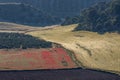 Landscape of the Andalusian countryside in spring at dawn, with large expanses of olive trees and cultivated cereal fields Royalty Free Stock Photo