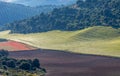 Landscape of the Andalusian countryside in spring at dawn, with large expanses of olive trees and cultivated cereal fields Royalty Free Stock Photo