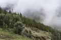 Landscape of the andes with eucalyptus, queÃÂ±ua and fog