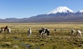 Landscape of the Andes Mountains, with llamas grazing.