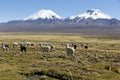 Landscape of the Andes Mountains, with llamas grazing.