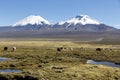 Landscape of the Andes Mountains, with llamas grazing.