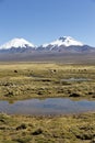 Landscape of the Andes Mountains, with llamas grazing.